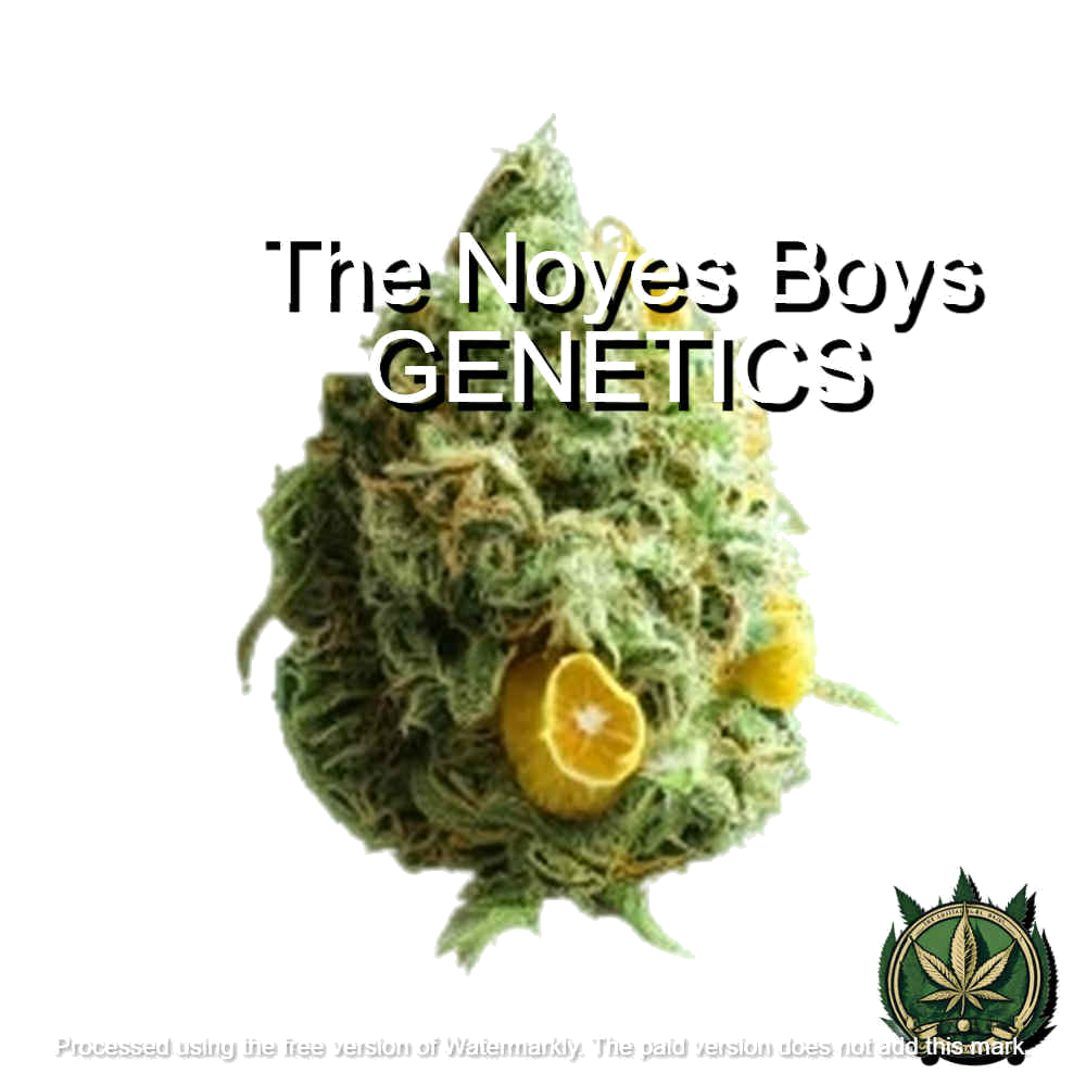 Citronoyes Haze